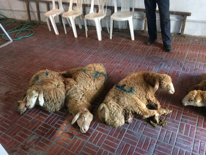 قربانی چندین رأس گوسفند به سفارش خیرین در روز عید قربان